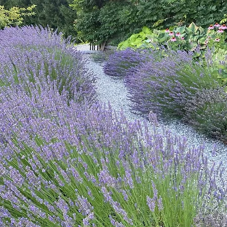 Lill' Hill Estate & Wellness - Anna 빌라 *